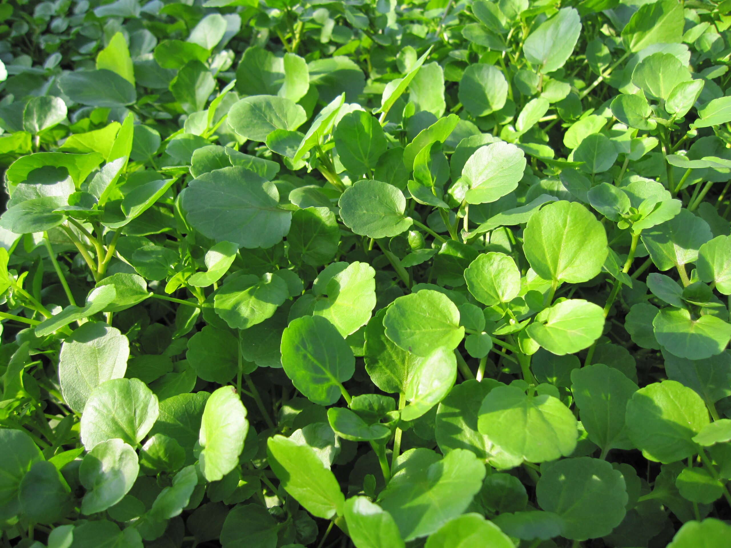⚠️栽培用 訳あり 天然クレソン20キロ クール便 湧き水育ち 野菜